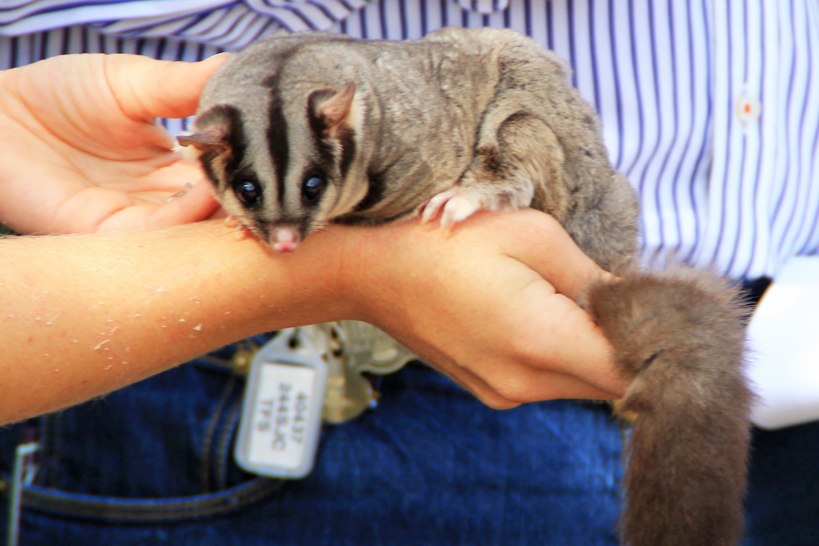 Squirrel glider