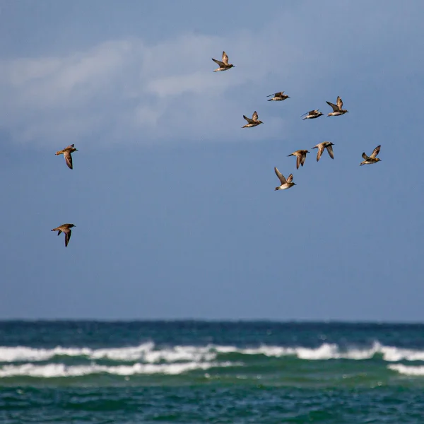 Shorebirds.jpg