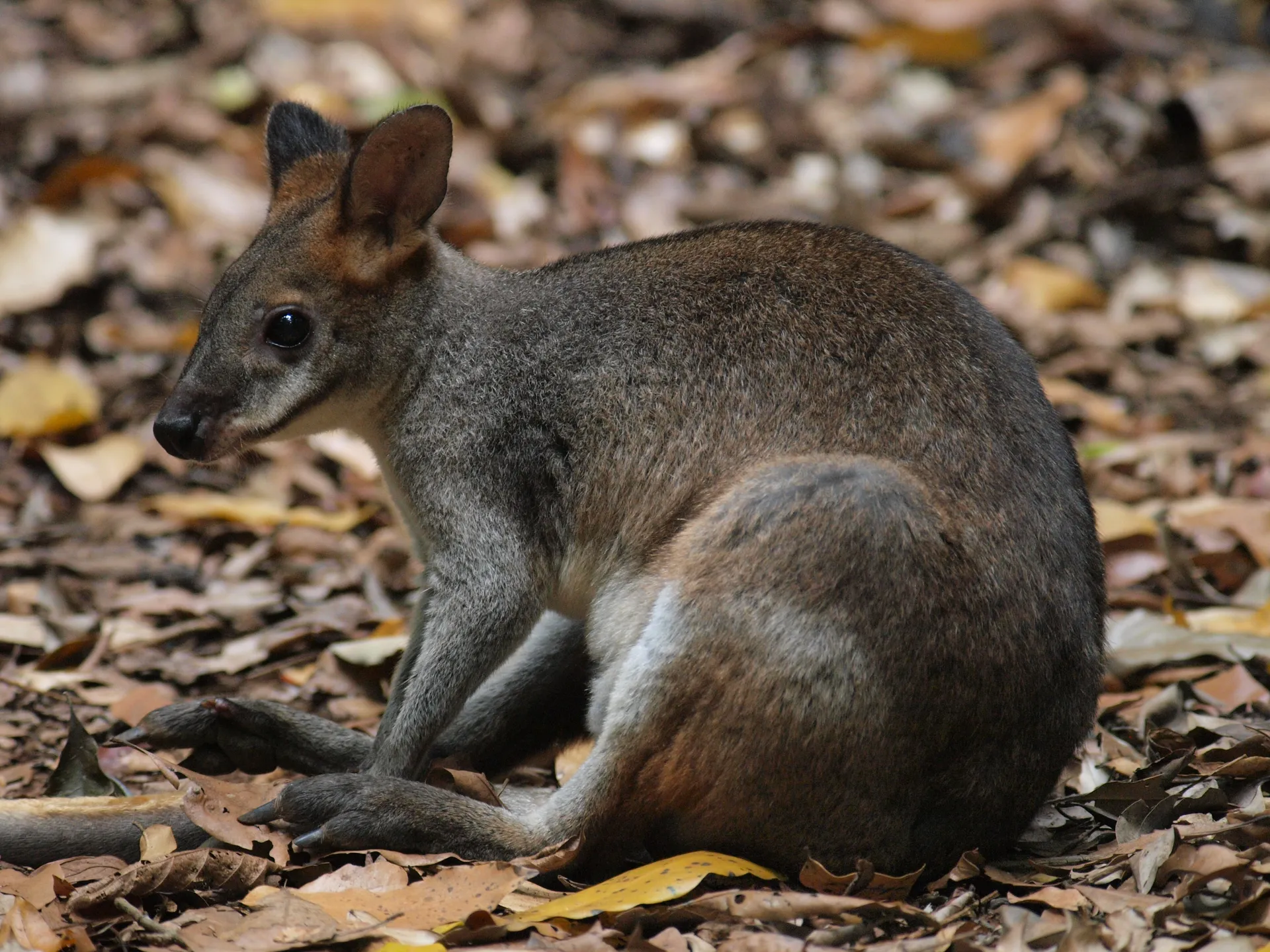 Red necked pademelon