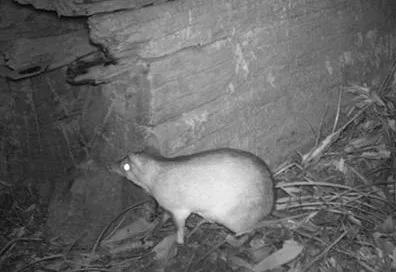 Bandicoot_Long-nosed-bandicoot-Image-Land-for-Wildlife-cropped.jpg