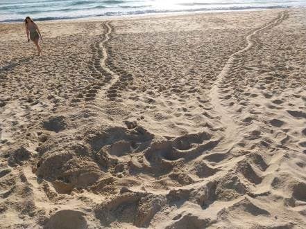 An attempt by Mib’ir’s to nest at Warana – while this attempt was unsuccessful, she had a fairly consistent nesting schedule laying every two weeks.