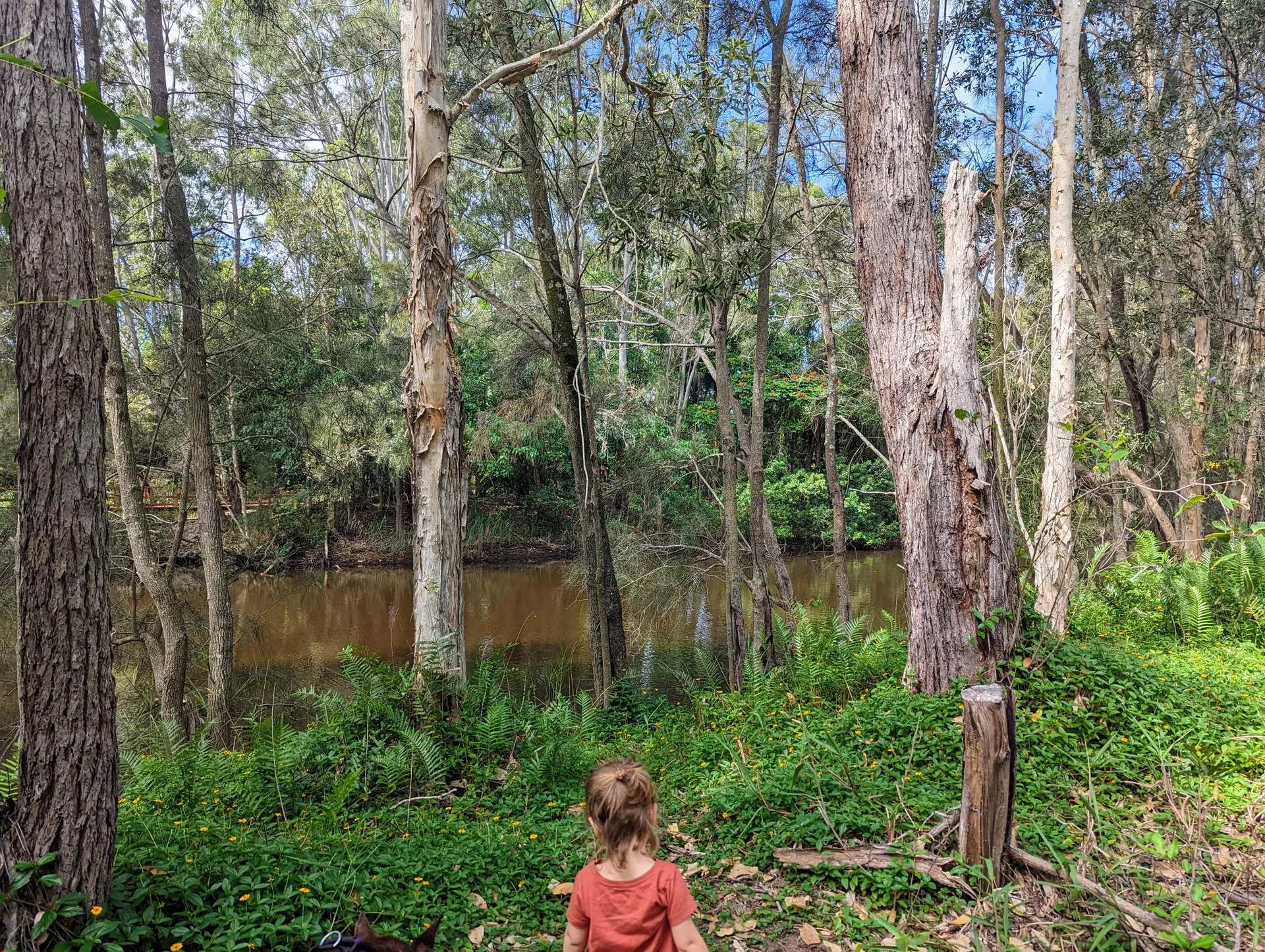 Stumers Creek to Magenta Drive Park, Coolum