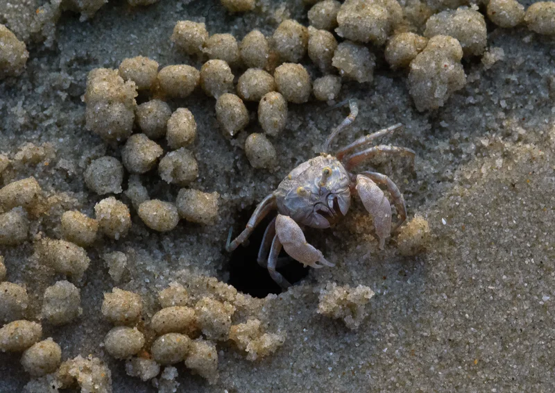 Sand Bubbler Crab Sand bubbler crab at its hole and sand pellets around.