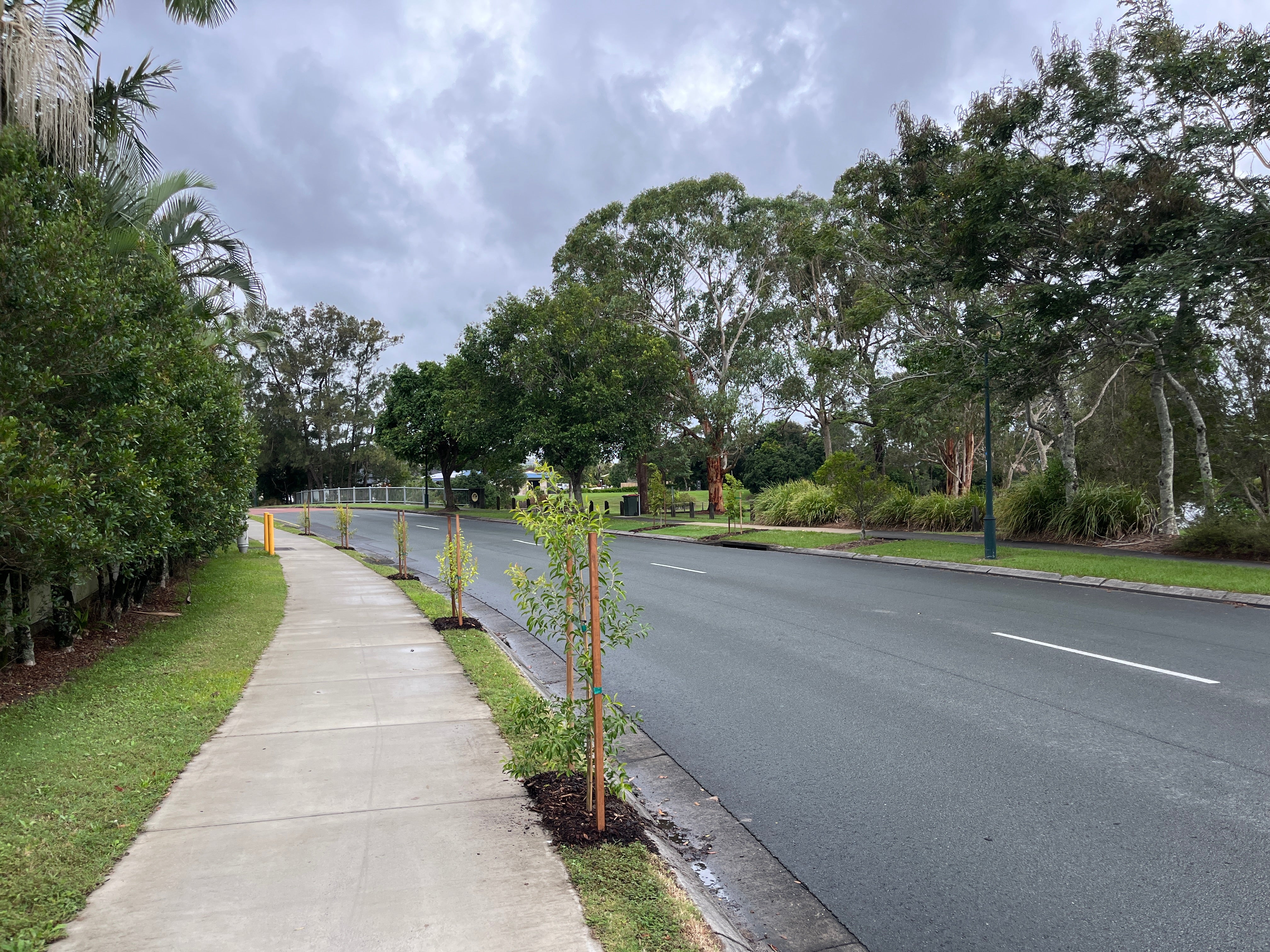 Small street trees planted along suburban road