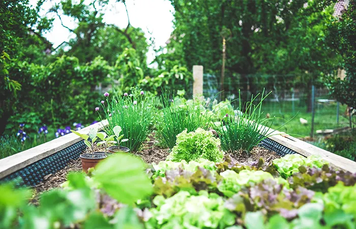 raised planter