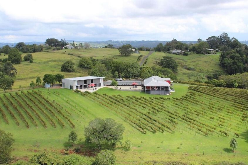 View of a vineyard