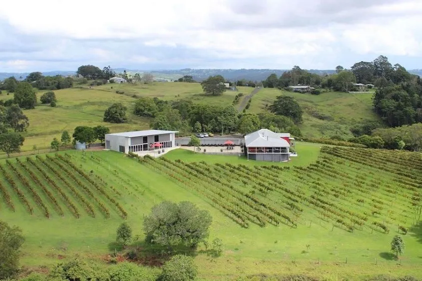 View of a vineyard