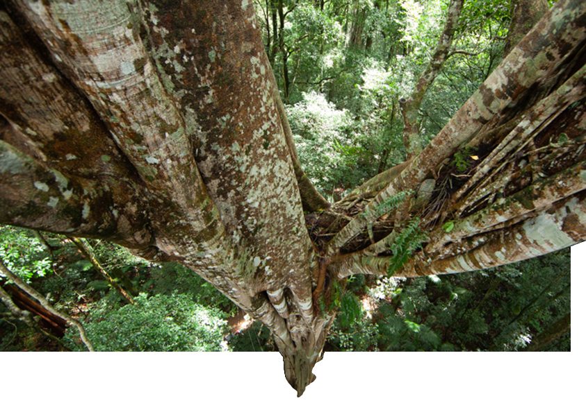 Mary Cairncross Scenic Reserve