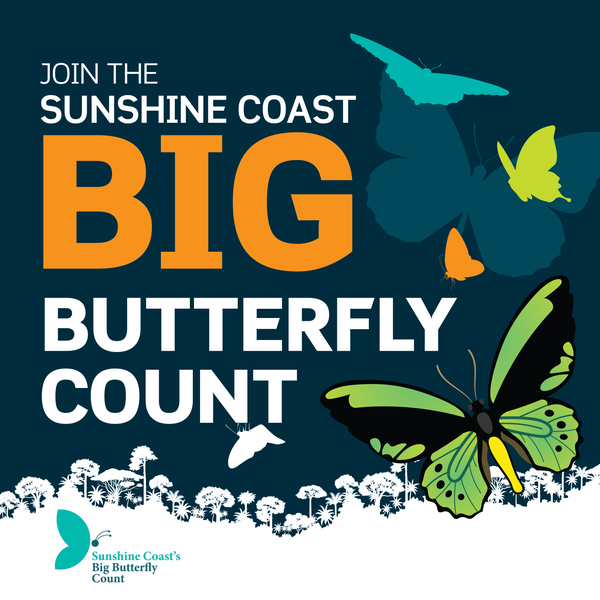 22031C_SC-Big-Butterfly-Count_Insta-Tile_No-SCC-Logo-01.png