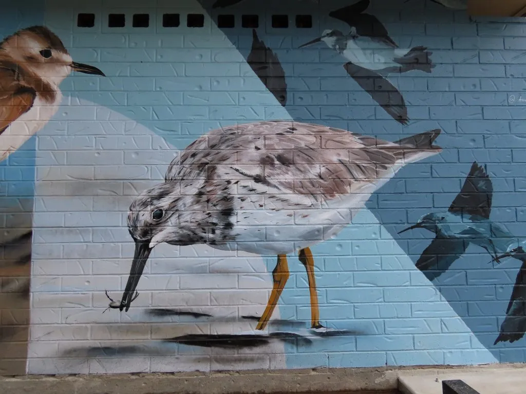North Shore Mural Great Knot