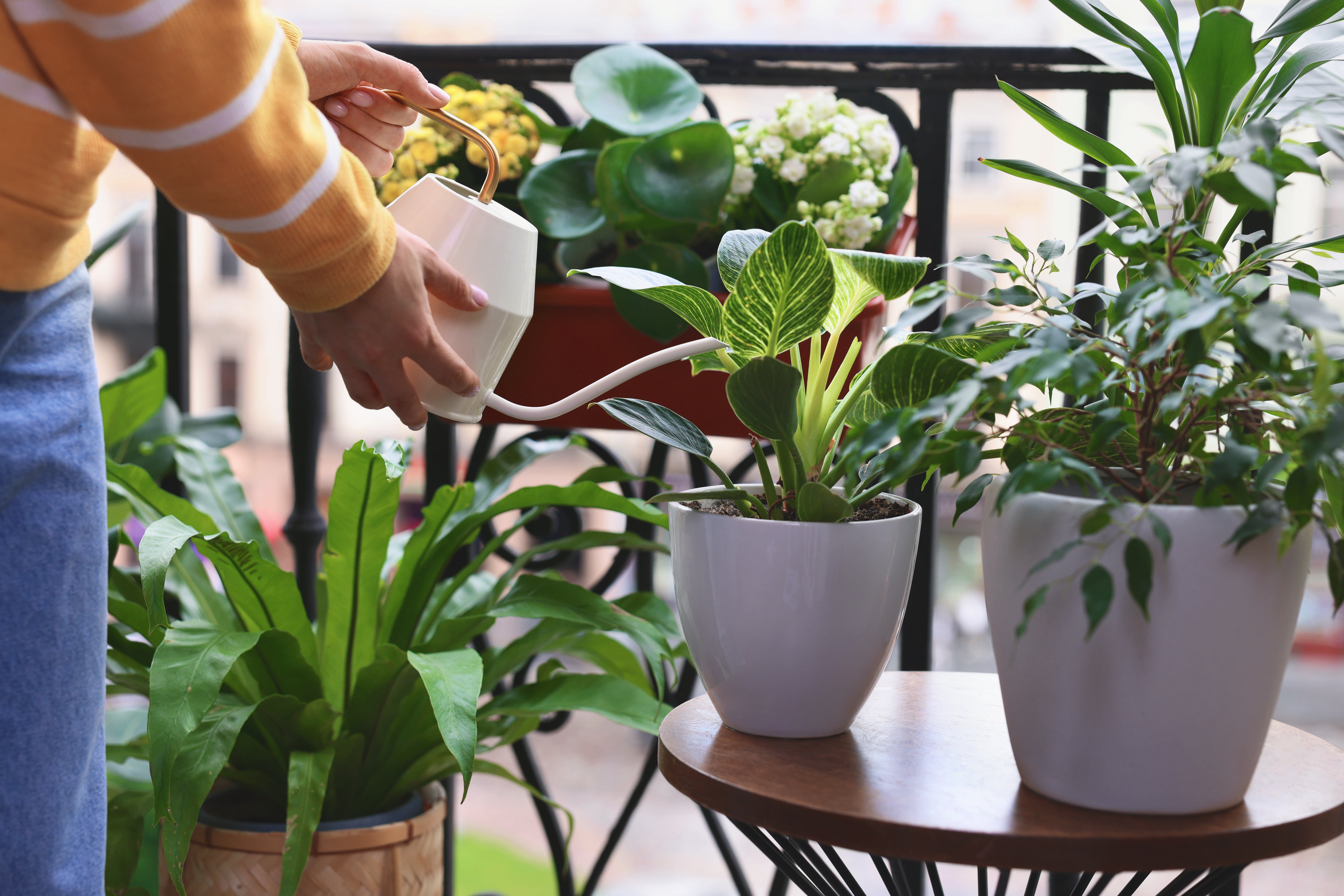 watering plants with a watering can