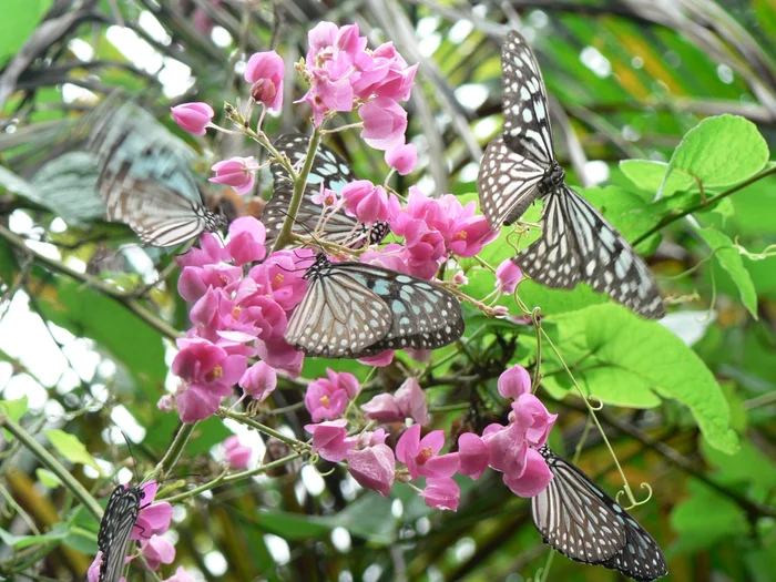 Join a butterfly workshop or survey