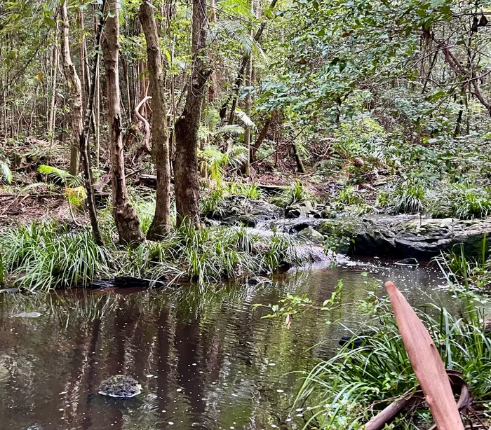 Escape into a shady, tranquil hinterland adventure