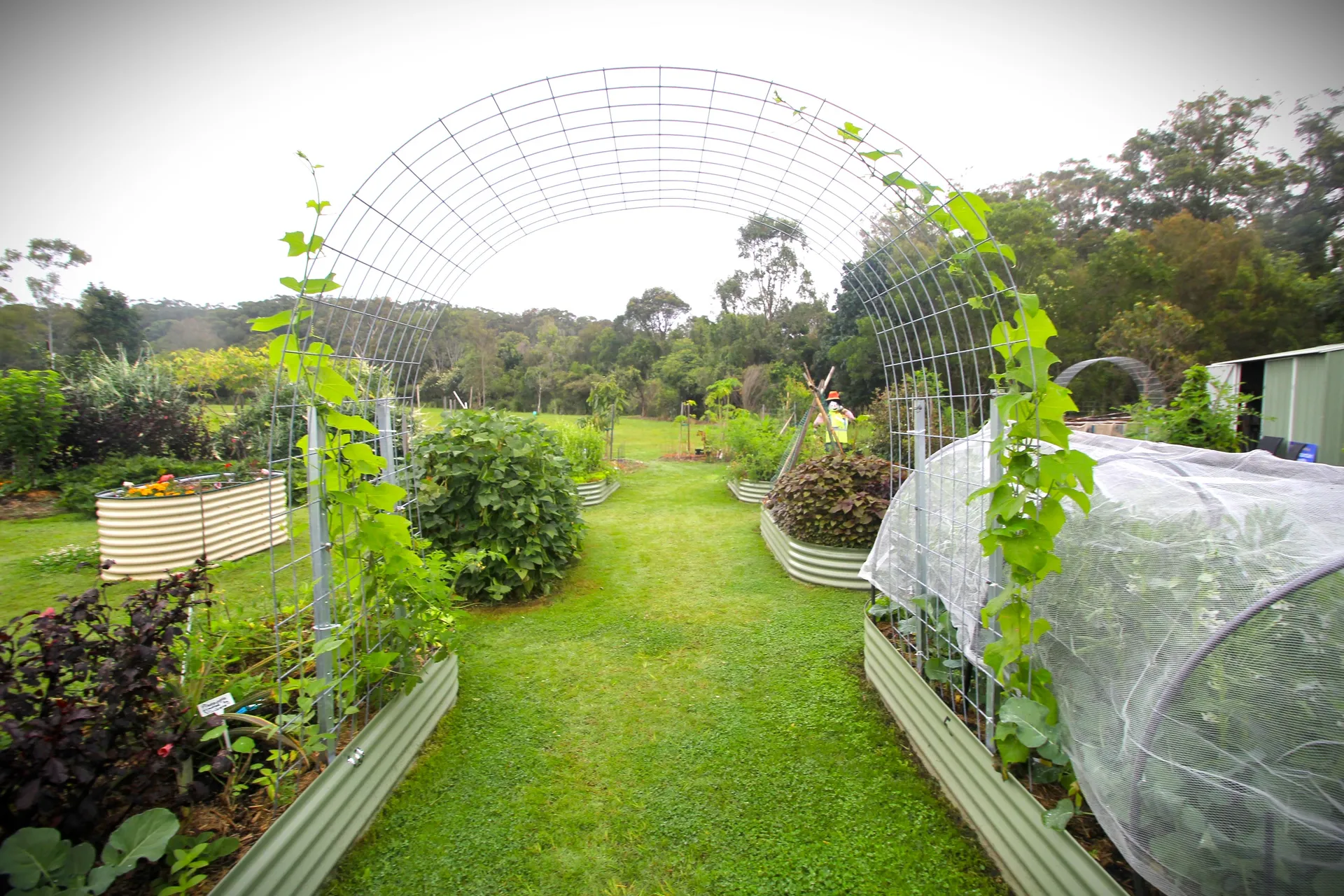 A community garden with raised garden beds filled with plants.