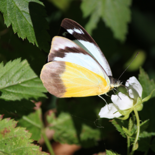 Yellow albatross female on native raspberry.png