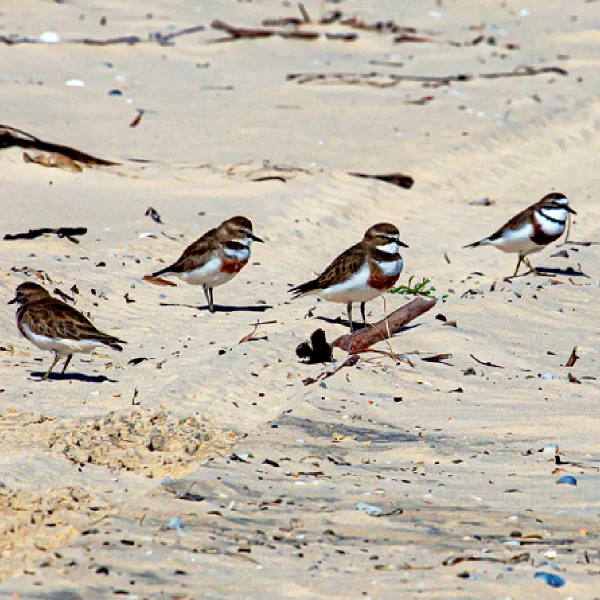 Shorebirds..jpg
