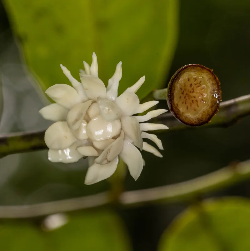 Bolwarra - square Rod Edmonds.jpg