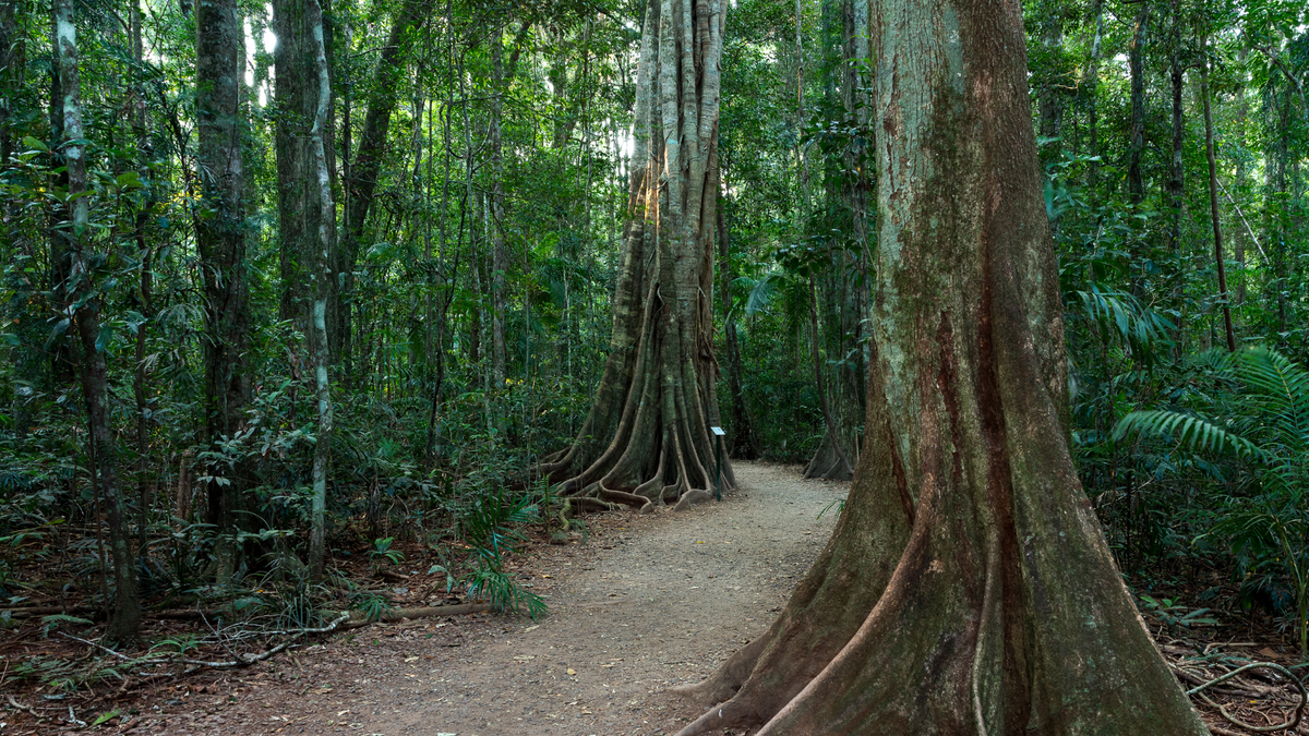 Meet the Rainforest Guided Walk
