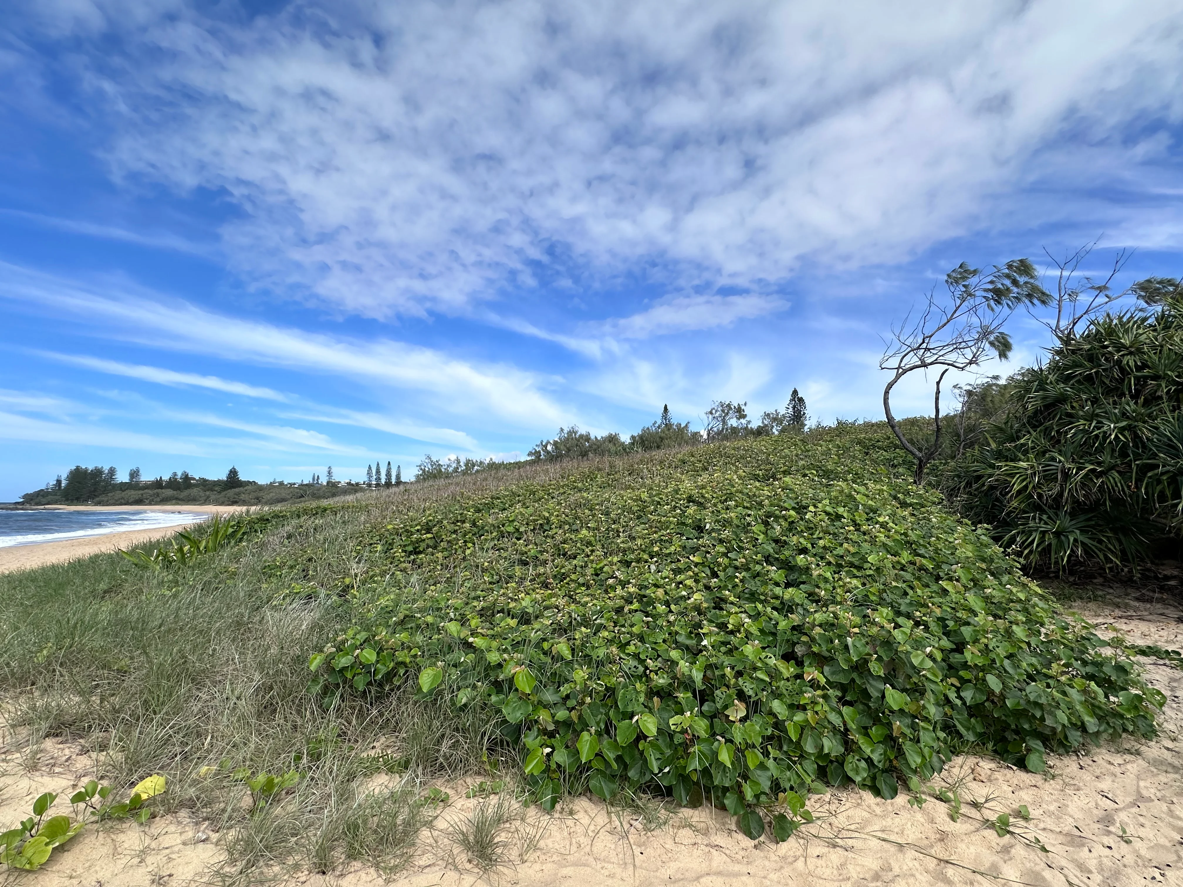 Cotton wood trees in the foredune with the sand on the ground and headland in the background. To the left of the photo is the ocean. It's a blue sunny day with a blue sky and a few clouds in the sky.