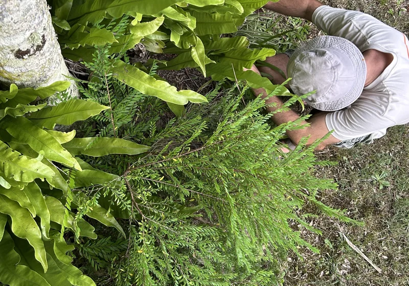 A person crouches in the garden.