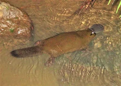 Platypus swimming