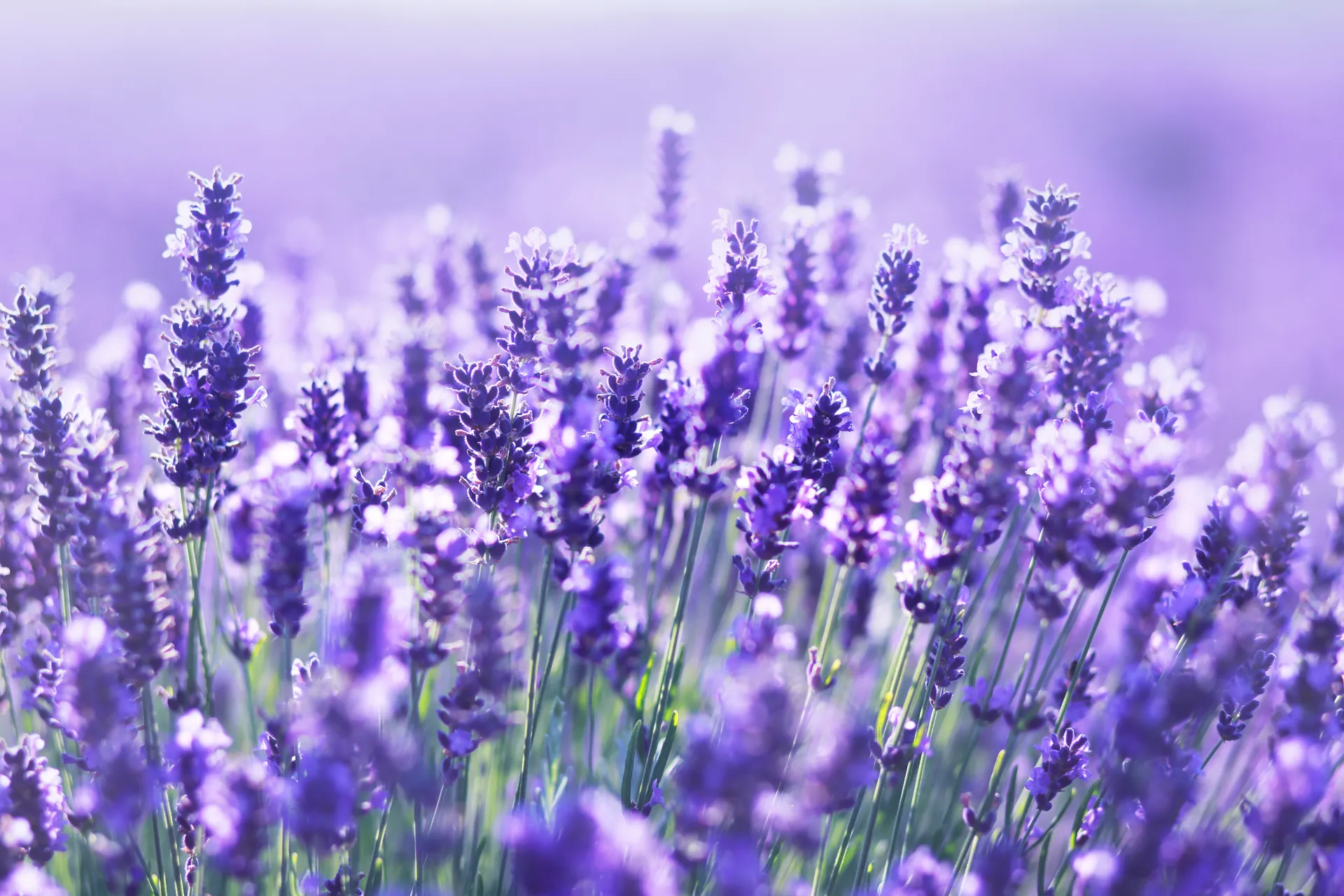lavender plant