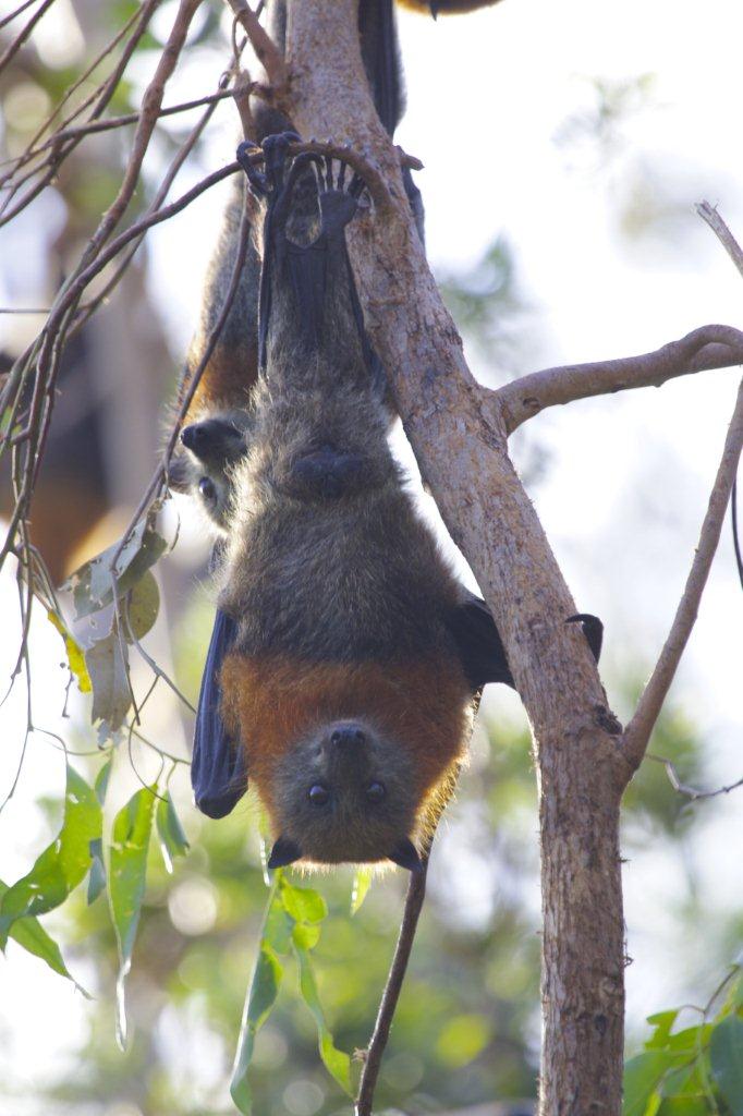 Flying fox dispersal at Coolum splinter camp | Sunshine Coast Council