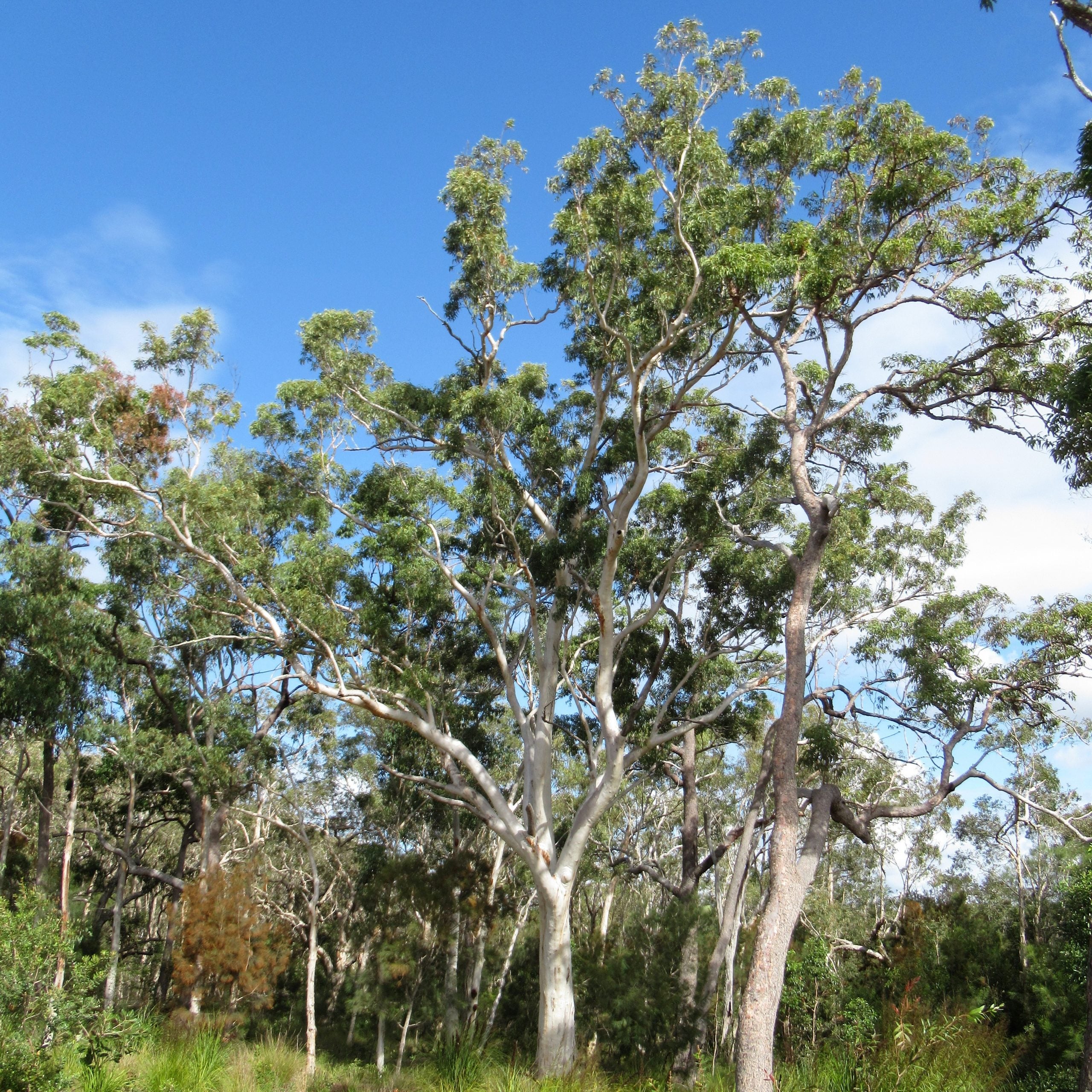 Eucalypt-woodland-at-Doonan-Creek-ER-scaled.jpg