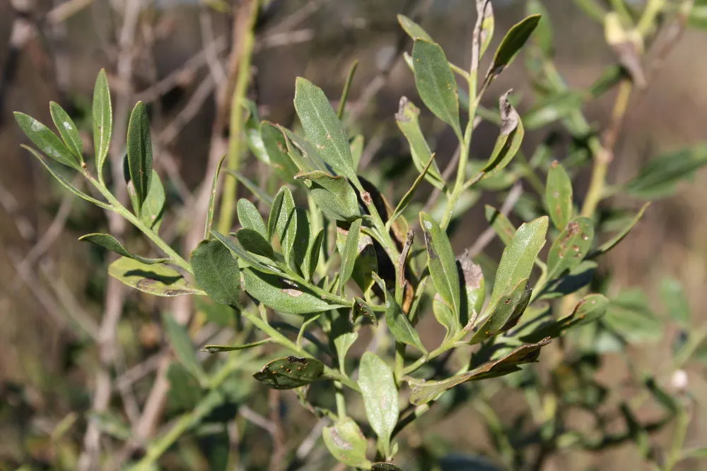 Groundsel bush leaves