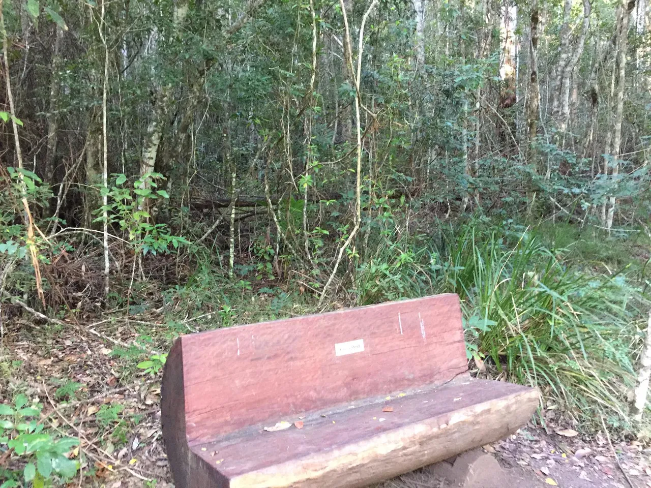 42833_Conondale%20Ranges%20NP%20Booloumba%20Gold%20Mine%20walk%20IMG_3295.jpg