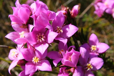 Sunshine Coast wildflowers