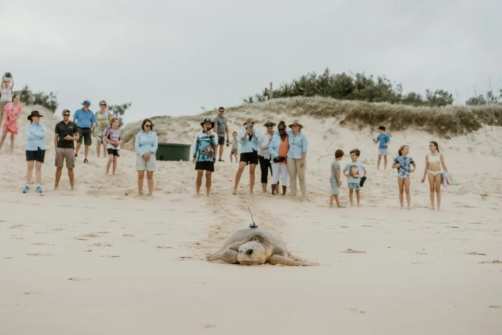 Bullumby making her way down Buddina Beach back to the ocean.