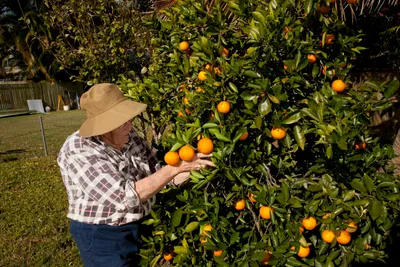 Lady in her garden checking on her citrus trees