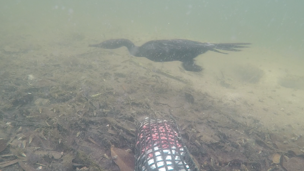 Cormorant swimming in Brightwater Lake captured by BRUV surveys in 2022.