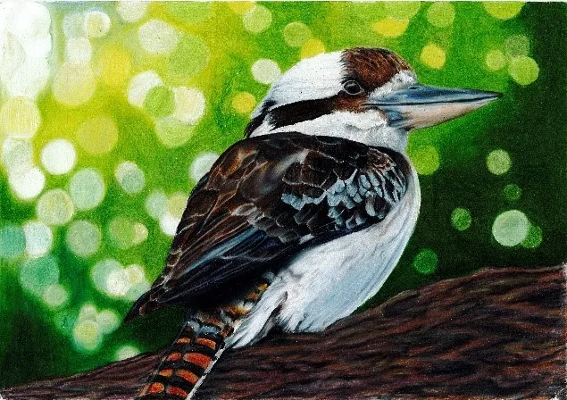 Kookaburra.jpg