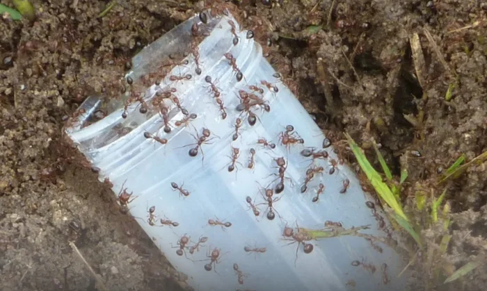 Fire Ant Alert: How to check your yard