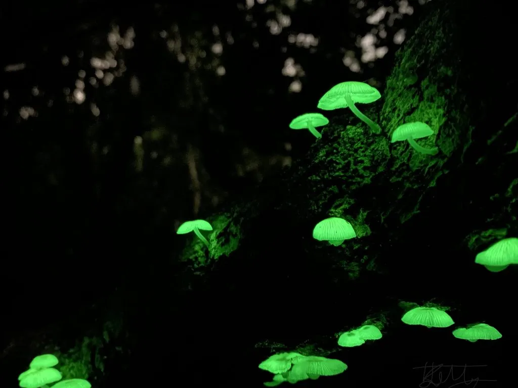 JELLEY-kale_bioluminescent-fungi-Warana-beach-1-1024x768.jpg
