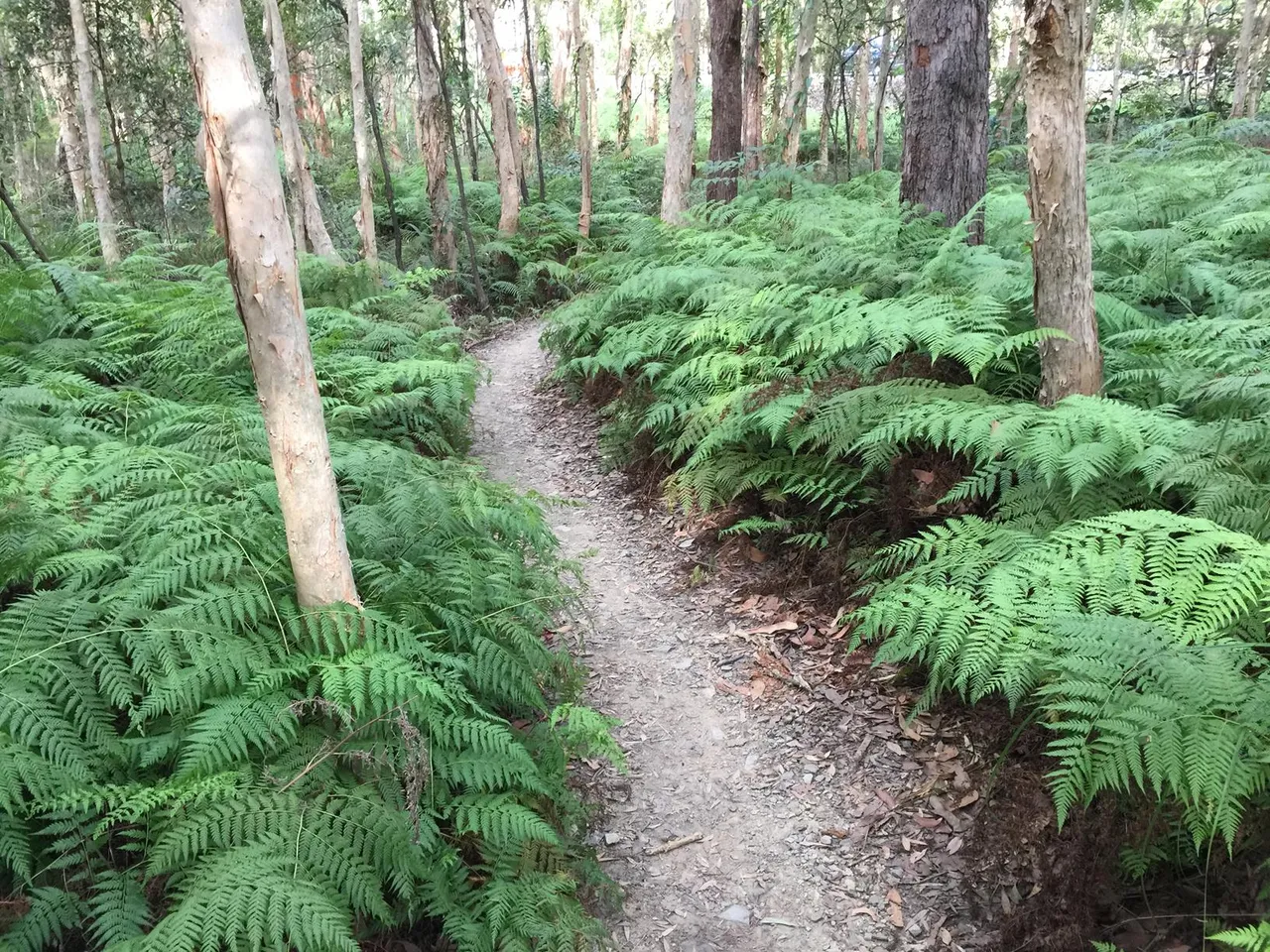 39231_Ewen%20Maddock%20Dam%20Ferny%20Forest%20Mountian%20Bike%20Loop%20%20IMG_2379%20%281%29.jpg