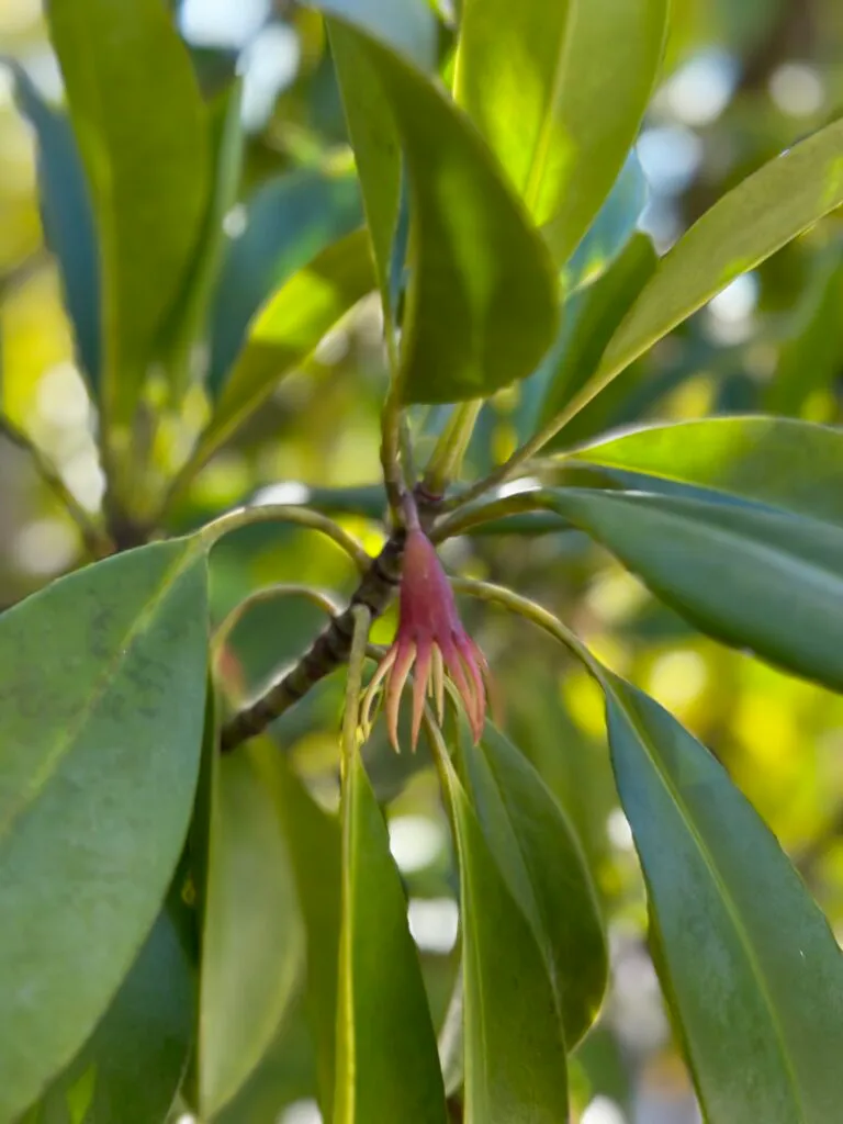 Mangrove flowers