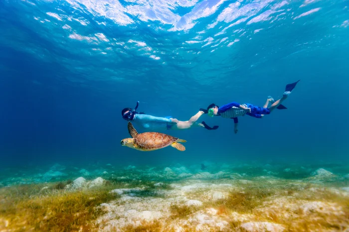 turtle and two divers in the ocean