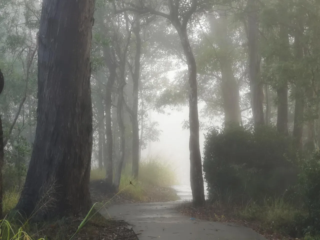 Woombye to Palmwoods trail