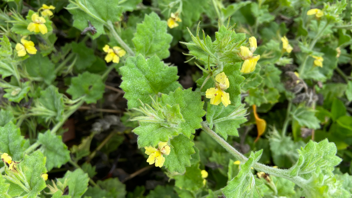 Round Leaf Goodenia, Goodenia rotundifolia