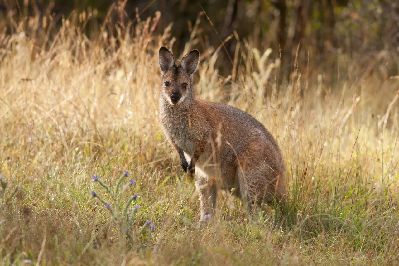 Red necked wallaby