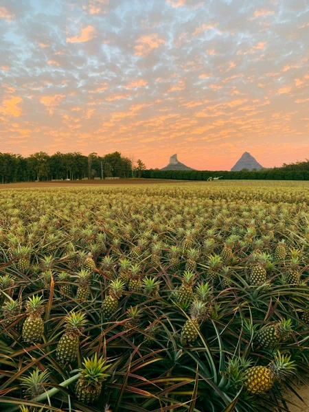 1.-Pineapple-Plantation-Morgans-Pines-Glasshouse-Mountains-Must-Credit-%40PureGoldPineapples-scaled.jpg