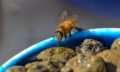 A bee drinking from a bird bath with rocks placed in it.