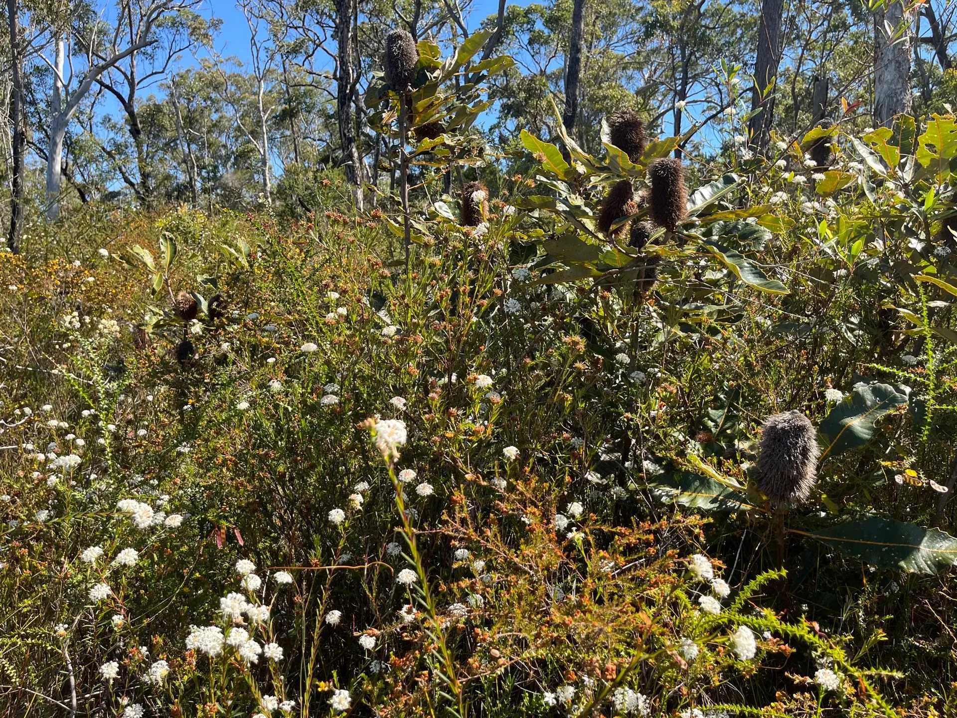 Native plants in bush.