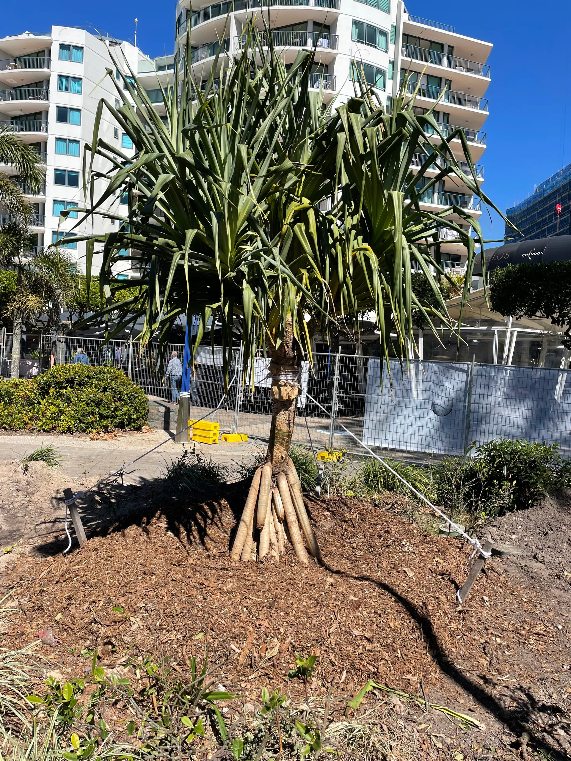 Pandanus tree tied down for support and successfully relocated.