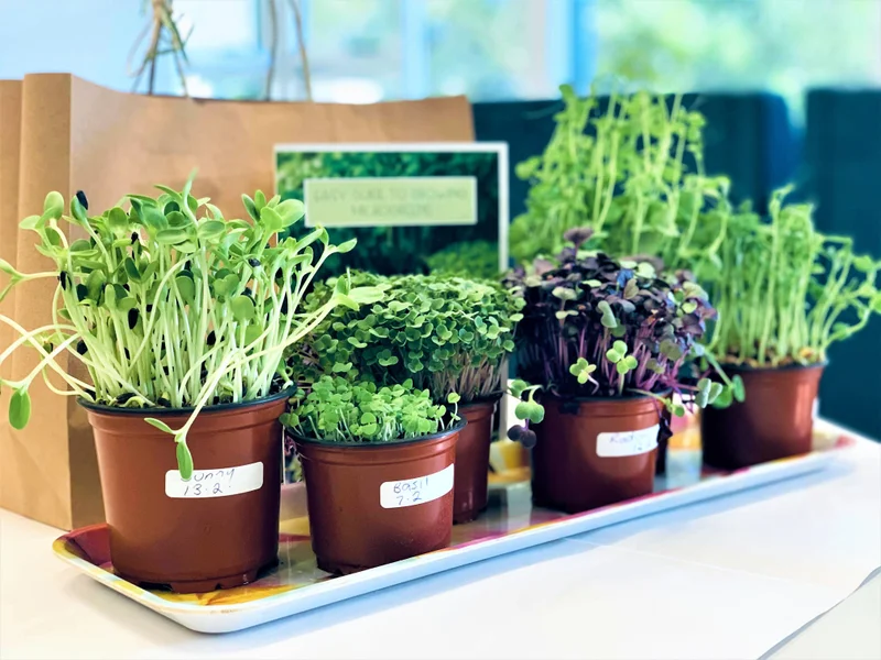 Microgreens on a windowsill are just one way of maximising space to grow edible plants. 