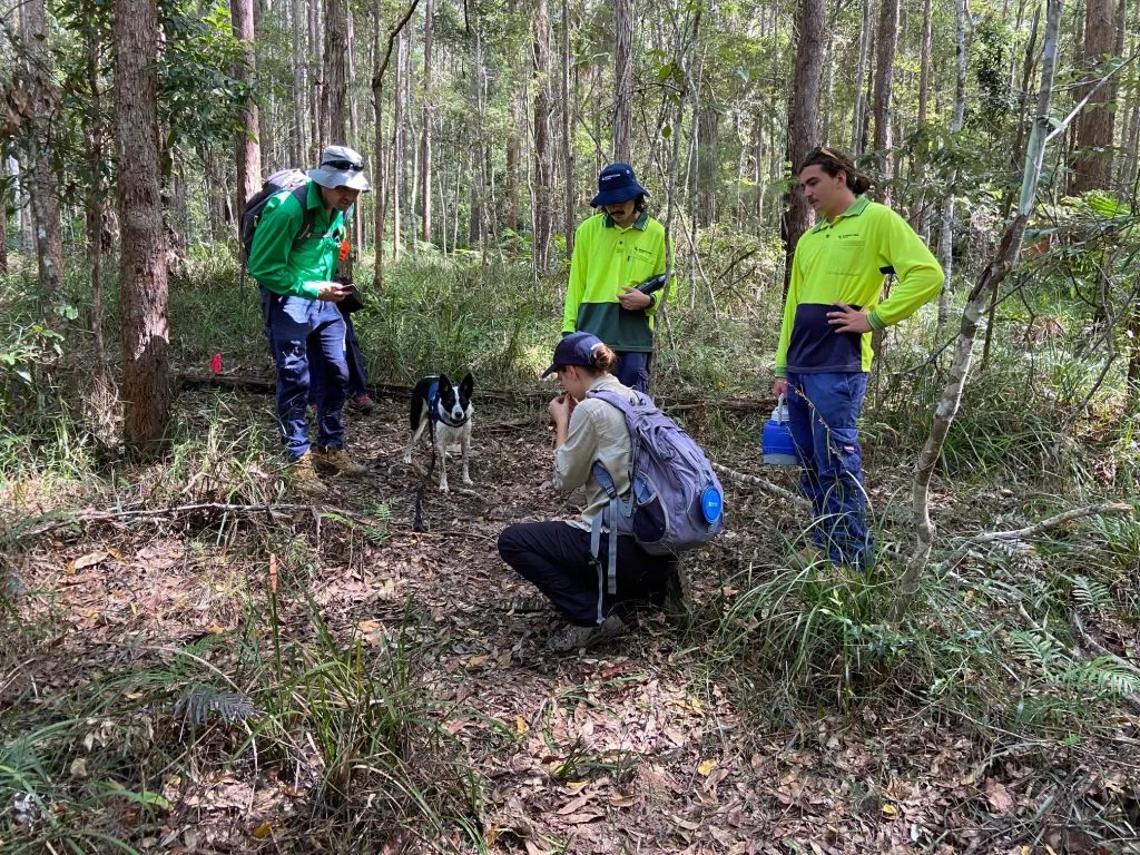 koala-survey-9-Katrin-from-USC-detection-dog-Billy.-1-1024x768.jpg