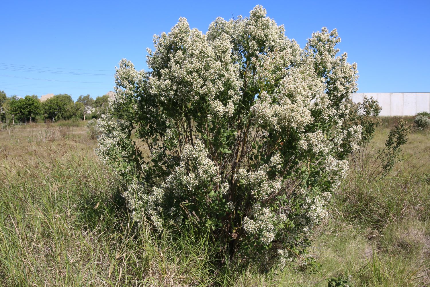 Groundsel bush plant form